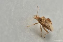 Aufeius impressicollis