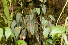 Pleurothallis