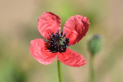 Papaver hybridum
