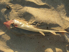 Pseudobatos productus