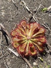 Drosera natalensis