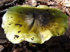 Tricholoma sejunctum