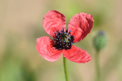 Papaver hybridum