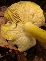 Tricholoma sejunctum