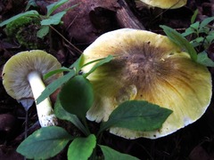 Tricholoma sejunctum