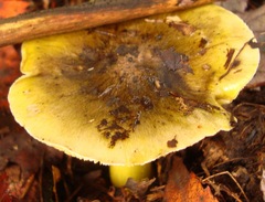 Tricholoma sejunctum