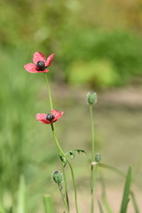 Papaver hybridum