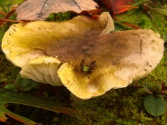 Tricholoma sejunctum