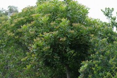 Harpephyllum caffrum
