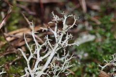 Cladonia mediterranea