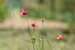 Papaver hybridum