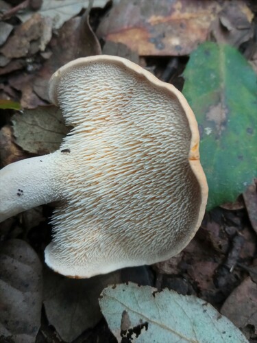 Jelenka poprehýbaná (Hydnum repandum)