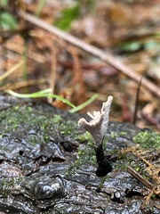 Xylaria hypoxylon