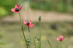 Papaver hybridum