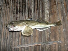 Leptocottus armatus