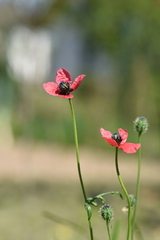 Papaver hybridum