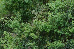 Helinus integrifolius