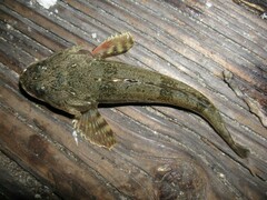 Leptocottus armatus