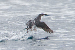 Synthliboramphus scrippsi