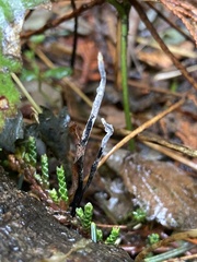 Xylaria hypoxylon