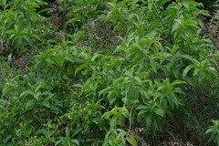 Cestrum laevigatum