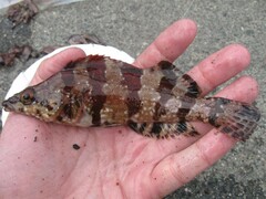 Oxylebius pictus