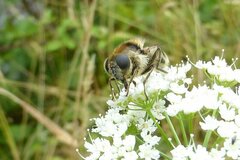 Cheilosia illustrata