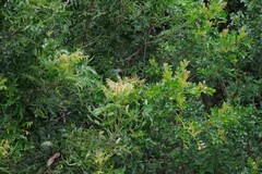Harpephyllum caffrum