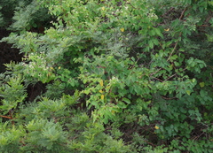 Helinus integrifolius