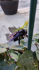 Xylocopa griswoldi
