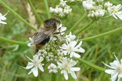 Cheilosia illustrata