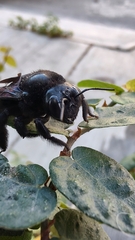 Xylocopa griswoldi