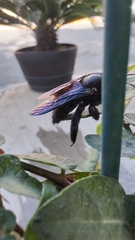 Xylocopa griswoldi
