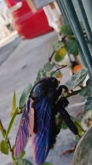 Xylocopa griswoldi