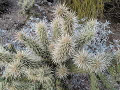 Cylindropuntia