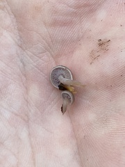 Baeospora myriadophylla