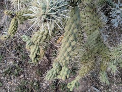 Cylindropuntia