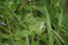 Eurema elathea