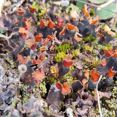Peltigera horizontalis
