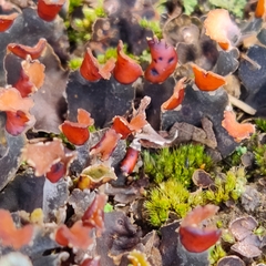 Peltigera horizontalis