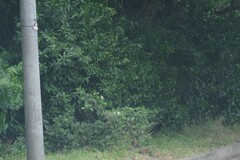 Cestrum laevigatum