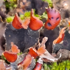 Peltigera horizontalis