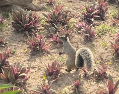 Sciurus stramineus