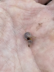 Baeospora myriadophylla