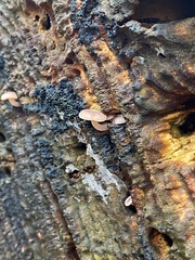 Baeospora myriadophylla