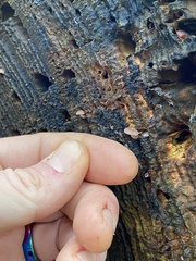 Baeospora myriadophylla