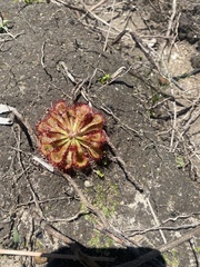 Drosera natalensis