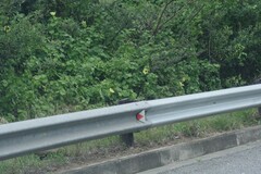 Hibiscus calyphyllus