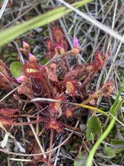 Drosera