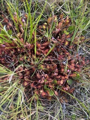 Drosera